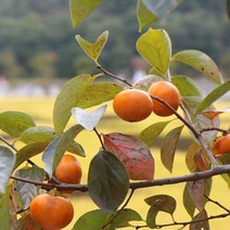 영화청과 특급 창원단감 10kg 태추 진영 가격 부유 _ 18747EA, 1, 본상품선택