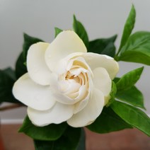 [용이네 화원] 잊지못할 향기 치자나무 095 화원 농원, 1개