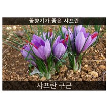 구근 샤프란 구근 대구(지름3cm이상)3구, 1개