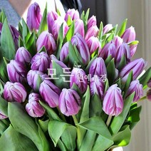 [모든원예조경] 튤립 구근 (플래밍플래그) 5개묶음 가을구근 핑크계열 보라혼합색