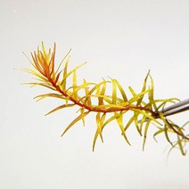 (중후경 수초) 로탈라 푸실라 rotala pusilla (3촉)