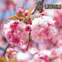 벚꽃나무 나무언니, 왕벚나무 접목1년특묘(2개세트)