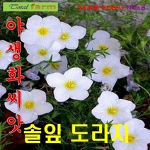 희귀씨앗 꽃이 화려한 솔잎 도라지 흰색 15립