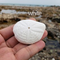 자개조명 거실 레트로 조명 Aqumotic 자연 바다 Urchin 쉘 산호 표본 공기 식물 냄비 1pc 램프 주택 원래, 02 WHITE