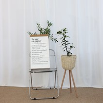 오렌지레몬나무 중 + 라탄 우드 레그 스탠드 3컬러, 오렌지레몬나무 중 + 기본 포트, 라탄 우드 레그 스탠드 올리브 그린컬러 L