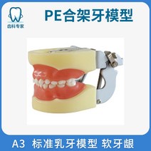 치아모형 모델 유치 영구 병리학 모델 유치 교체 모델 교육 구덩이 및 균열 씰링 모델, a3 연질 잇몸 표준 유치 모델 24개 치아 교합