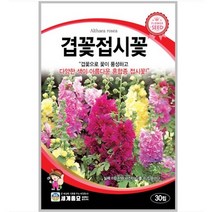 겹꽃접시꽃 30립 / 다년생 씨앗 종자 꽃씨 꽃밭 화단 조경