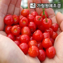 앵두나무 유실수 정원수 가림원예조경, (조선)앵두 R3cm 결실주