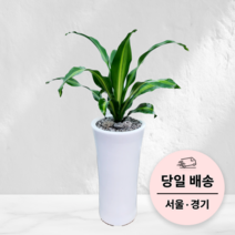 에코플랜트 실내 공기정화 식물 개업식 사무실 이전 승진 까페 개원 집들이 선물 개업 축하 화분 배달 [서울 경기 당일배송]<토요일 오후 일요일 주문건 월요일배송>, 02. 맛상게아나, 1개” class=”wr-img”></a></div>
</p></div>
</p></div>
</p></div>
<div class=