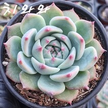 주문폭주 국민다육이 모아보기, 7번- 치와와 다육이, 1개