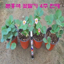 *분홍색 꽃딸기 12cm 컵포트 모종 = 4주 판매., 분홍색 꽃딸기 모종 4주판매.