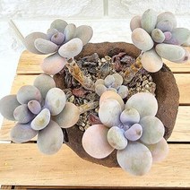 아메치스 4두 키우기 쉬운 다육 랜덤발송 분포함4-80, 단품