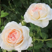 같이가치농원 명품장미특선 사계덩굴장미(몬쟈뎅&마메종) 개화주