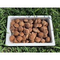 표고랑 생표고버섯(1kg) (월~목 당일배송), 건표고 슬라이스 100g