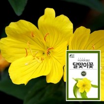 달맞이꽃 4000립
