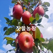잣뜰농장 밀양 얼음골사과 GAP인증 산지직송 5kg 10kg, 13과(대과)