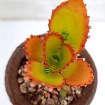 만손초 다육이 풍성하고 예뻐지는 다육 식물 분포함 랜덤1-48