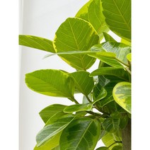 펠리체가든 뱅갈고무나무 25cm 화분, 1개