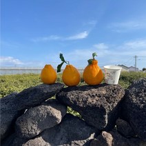 새콤달콤 제주 노지한라봉 (산지직송/가정용/3kg/5kg/10kg), 10kg (가정용)