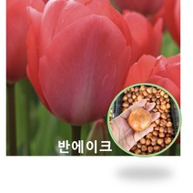봄바람가든 추식구근 튤립 ﻿튤립구근 아펠도르 반에이크 레드임프레션 핑크임프레션 반자루카 로날도 캔디프린스 플레밍플레그 컨쿼러 얍그루트 아프리콧임프레션 트리플에이 로얄텐