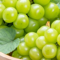 크기 소과 지역 랜덤 상주샤인머스켓 1kg 보관 묘목, 1, 본상품선택