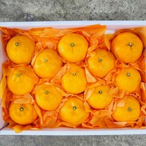 [17brix 고당도 선별] 제주 청정 카라향 선물용, 로얄과 2kg, 1개