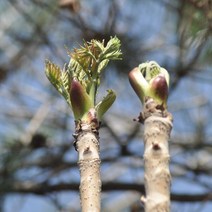 [라이브묘목농원] 민두릅나무 묘목 80cm전후