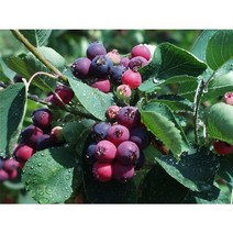 준베리씨앗5g(250립)