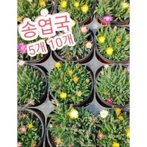 송엽국 5개 10개/채송화 같고 사철 꽃을 피운다고 하여 사철채송화, 10개