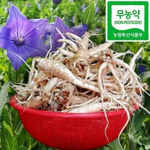 향토박이 무농약 3년 5년근 약도라지 생도라지 흙 세척 장흥 장수촌 도라지, 1개, 식용도라지(3년근) 10kg