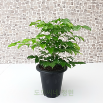 도희씨네 정원>> 녹색의 보석 녹보수 가지 120″ class=”wr-img”></a></div>
</div>
</div>
</div>
<div class=