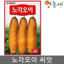 노각오이씨앗 50립, 단품