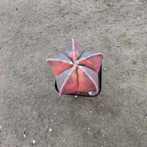 [광합성] 홍엽 난봉옥 A