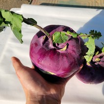 2022년 국내산 제주 햇 콜라비 적콜라비 특품 3kg 5kg 10kg [노블프레쉬], 콜라비 5kg, 1개