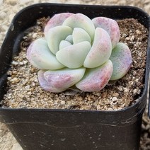 [다육]아이시그린60