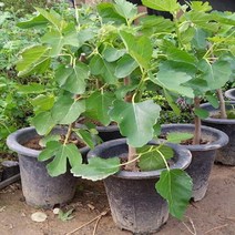 하bire_무화과묘목 나무 결실주 과실수 유실수 과일♥rel, ♥relationship!