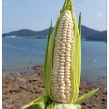 햇 미백 찰옥수수 특품, 10개