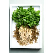 1년삼 새싹인삼 새싹삼 100뿌리 수경재배 무농약 1년근, 프리미엄 1년근, 선물포장