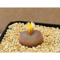 코노피튬/마우가니-1603 아프리카농장