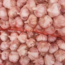 2023년 창녕 햇마늘 특대 5kg 출시 난지형 산지직송 햇양파 통마늘 산지직송 흑마늘용 요리용 김장용 국내산, 2023년 햇마늘 특대 5kg