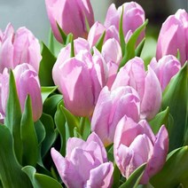 튤립 구근 10개 - 캔디프린스