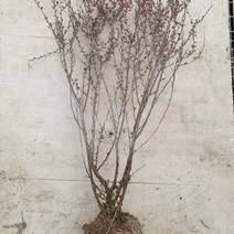 Mallow_쇼핑_이스라지 3년생 H0.6-0.8 (산앵두) 꽃식물 플라스틱화분 개화주묘목 키우기 예쁜 실내@8688@!^^, #현명한구매#