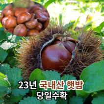 [23년고당도생밤] 마미템 삼조생 생 밤 국산 칼집 밤 알밤 생밤 군밤 1kg 2kg, 알밤 1kg 중, 1개