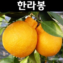 감나무/차량단감 결실주(분) 나무 묘목 1개/유실수/과수