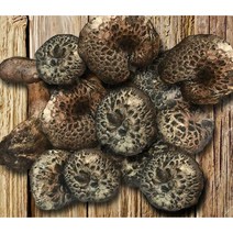 능이버섯가격 판매순위 1위 상품의 가성비와 리뷰 분석