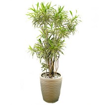 송오브인디아 (OW-0070)[개업화분/축하/사무실이전], 1개