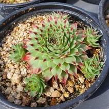 [다육식물]바위솔-윌리암