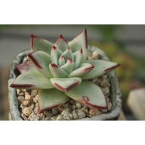 역린 다육이 실내공기정화