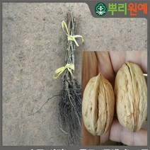 호두나무 호두묘목 호두나무묘목 추자나무 호두나무