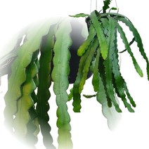 거꾸로 화분 쇼우 피쉬본 선인장 행잉식물 카페 인테리어